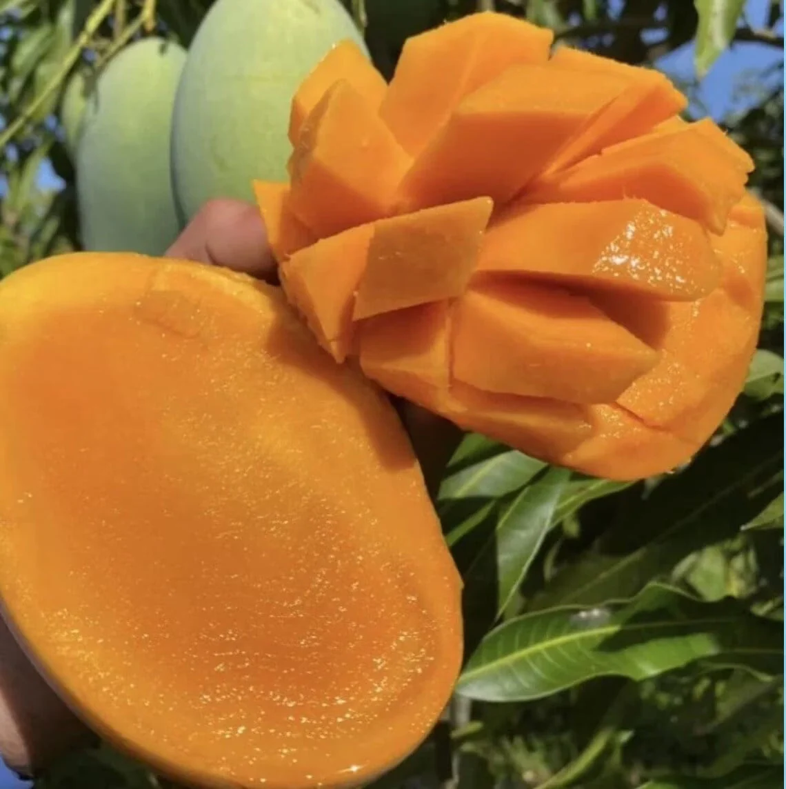 2026 NEW Malika Dwarf Cold Hardy MANGO TREE GRAFTED (2-4 Feet Tall)