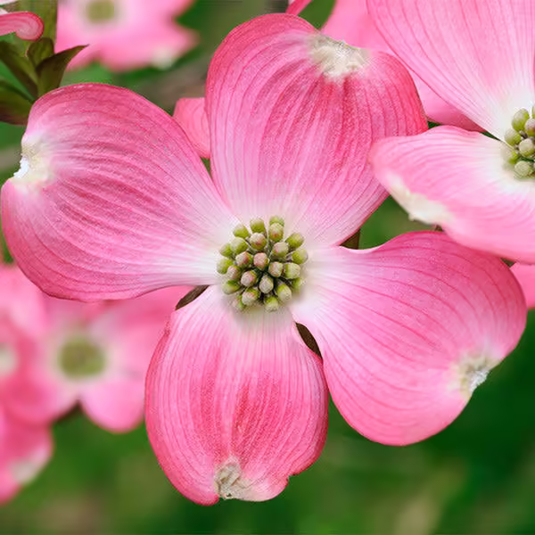3-4 ft. - Pink Dogwood Tree - Vibrant Pink Blooms that Last All Spring