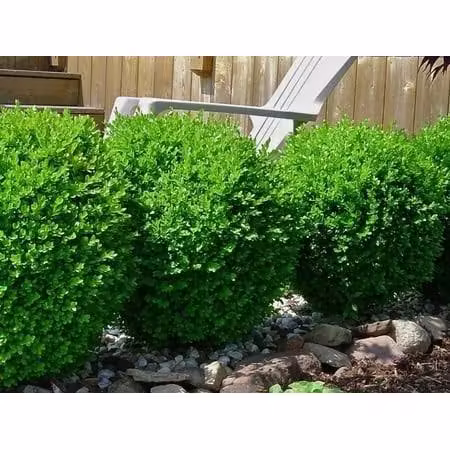 Baby Gem Dwarf Boxwood ( Buxus ) - Live Plant ( FG ) | Hedge Shrub | Evergreen | Low Maintenance, Size: Full Gallon Pot