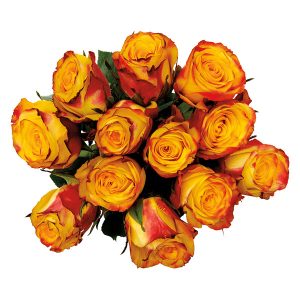 12 Stem Rose Bouquet