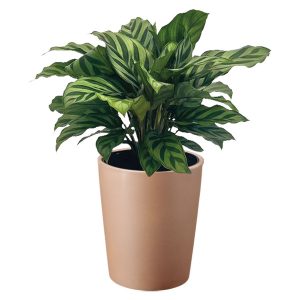 5 Inch Foliage